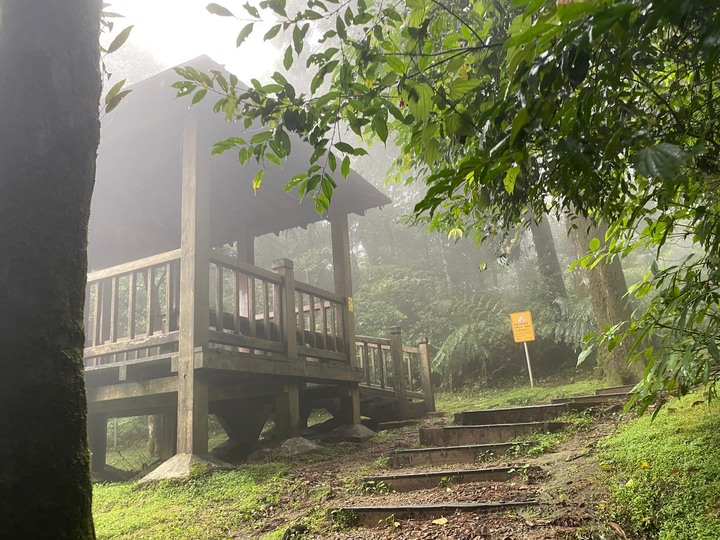 桃園復興｜東眼山自導式步道．自然生態豐富，享受柳杉林的沐浴