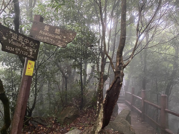桃園復興｜東眼山自導式步道．自然生態豐富，享受柳杉林的沐浴