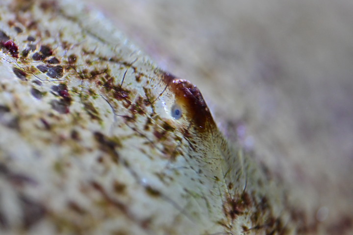 Z fc+MC 105mm F2.8S金魚、肺魚、中華鱟、脂肪水母、旗口水母目。