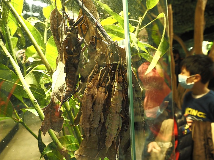 台灣昆蟲館 — 親身體驗奇妙的「蟲蟲世界」,新竹公園內特色景點之二