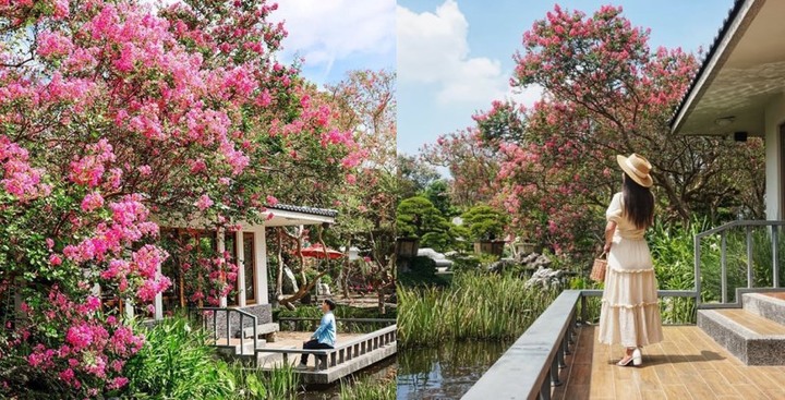粉紅「台版兼六園」在彰化！滿園紫薇花綻放宛如仙境！