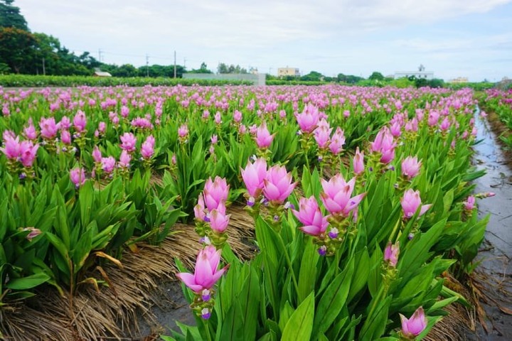 粉紅花毯美炸!彰化溪州這處「薑荷花」正盛開
