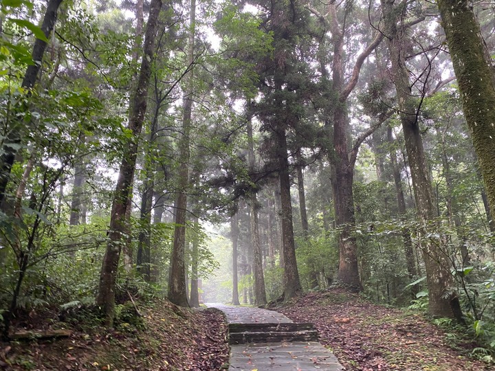 桃園復興｜東眼山自導式步道．自然生態豐富，享受柳杉林的沐浴