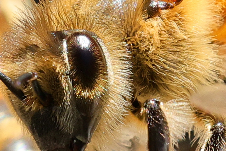 Canon RF 100mm f/2.8L Macro IS USM 評測報告｜散景風格任你變 微距能力傲視同級！