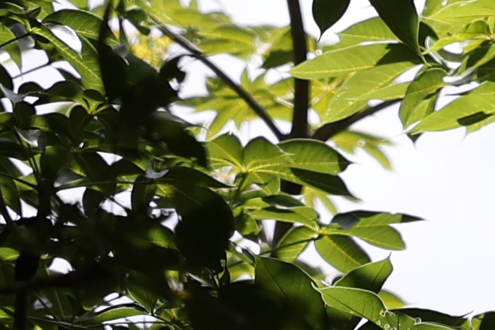Canon RF 100mm f/2.8L Macro IS USM 評測報告｜散景風格任你變 微距能力傲視同級！