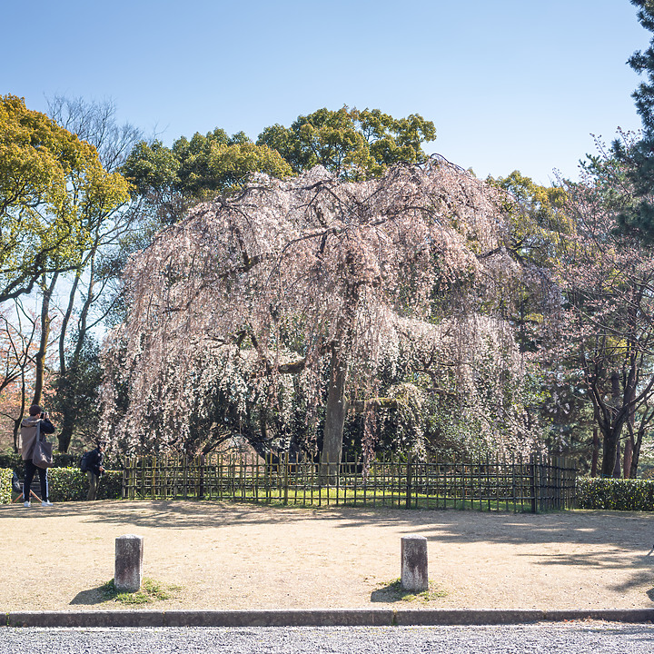 【A7RIV】2021京都的生活 春