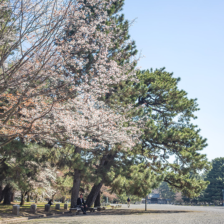 【A7RIV】2021京都的生活 春