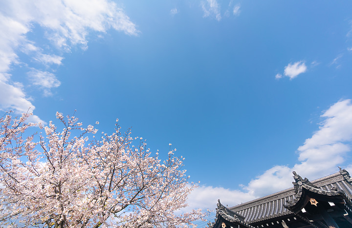 【A7RIV】2021京都的生活 春