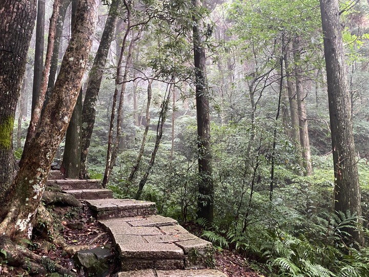 桃園復興｜東眼山自導式步道．自然生態豐富，享受柳杉林的沐浴