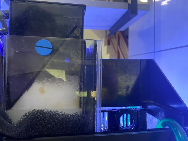 新手 海水缸開缸問題請益