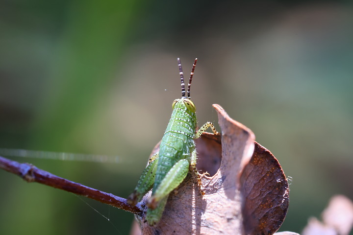 點我看大圖 Canon RF 100mm f/2.8L Macro IS USM 評測報告|散景風格任你變 微距能力傲視同級!