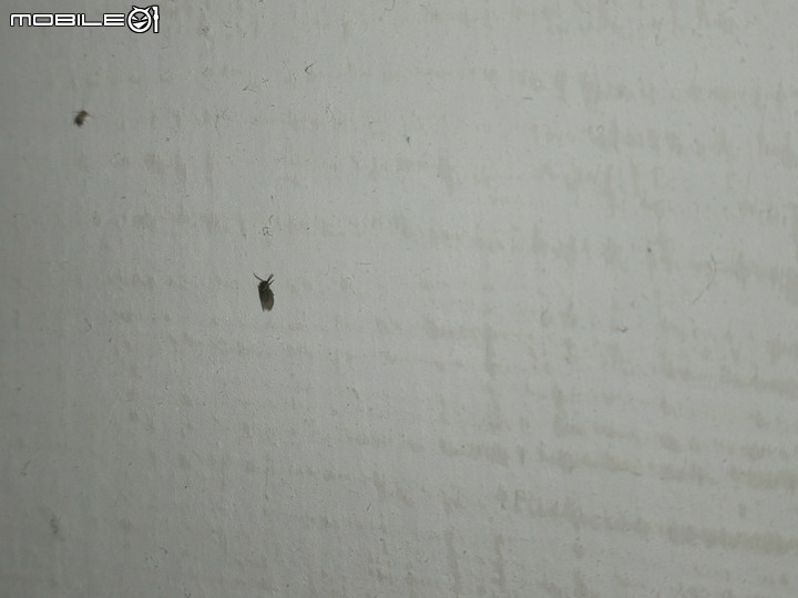 不知名小黑蟲