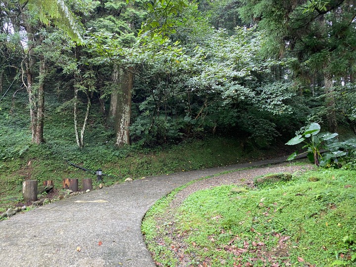 桃園復興｜東眼山自導式步道．自然生態豐富，享受柳杉林的沐浴