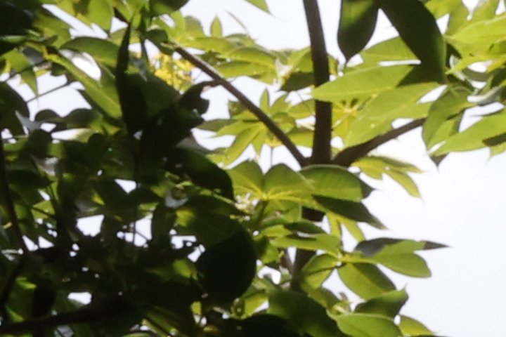 Canon RF 100mm f/2.8L Macro IS USM 評測報告｜散景風格任你變 微距能力傲視同級！