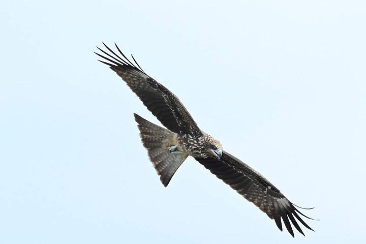 Nikon Z fc+600mm+1.4X與Z7II記錄15隻老鷹，並介紹屏鵝公路新埤與潮州交界處，新建往沿山公路聯絡道。