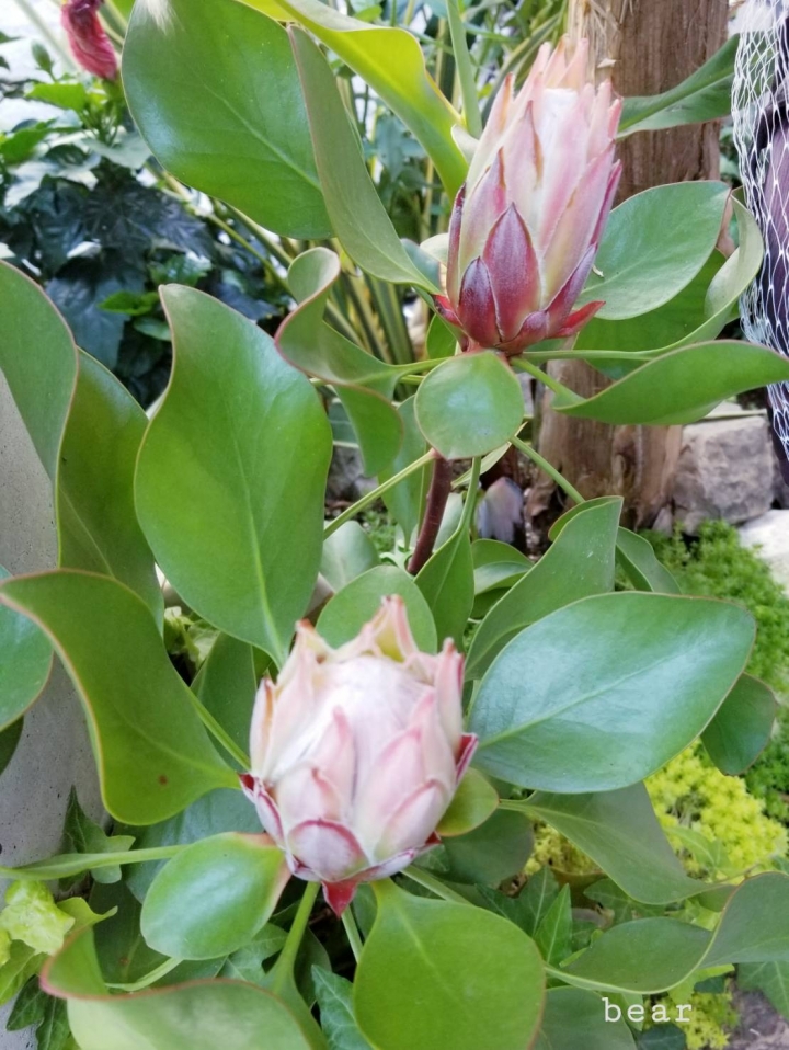 分享 南非國花--帝王花=King Protea