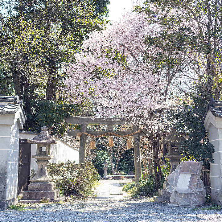 【A7RIV】2021京都的生活 春