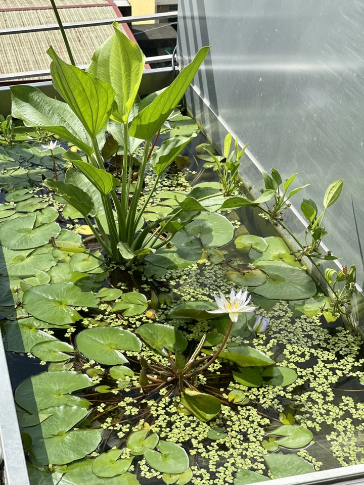 [開箱] 不停變動的陽台