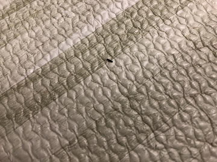 請問家裡突然出現很多小黑蟲