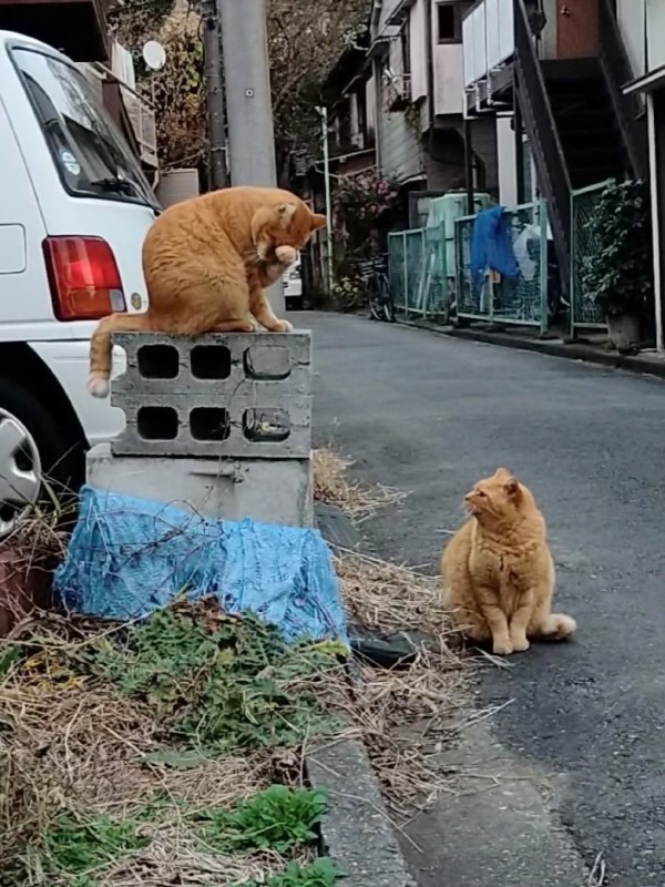 路遇浪貓坐「頒獎台」網一看笑:第三名的臉很臭!
