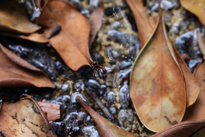 點我看大圖 Canon RF 100mm f/2.8L Macro IS USM 評測報告|散景風格任你變 微距能力傲視同級!