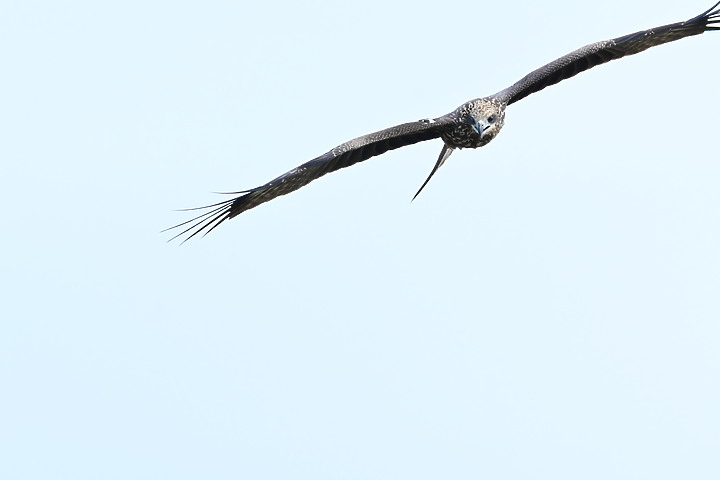 Nikon Z fc+600mm+1.4X與Z7II記錄15隻老鷹，並介紹屏鵝公路新埤與潮州交界處，新建往沿山公路聯絡道。