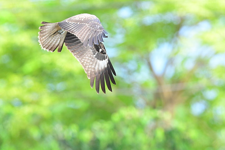 Nikon Z fc+600mm+1.4X與Z7II記錄15隻老鷹，並介紹屏鵝公路新埤與潮州交界處，新建往沿山公路聯絡道。