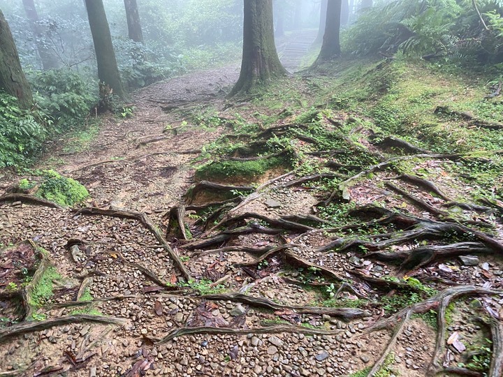 桃園復興｜東眼山自導式步道．自然生態豐富，享受柳杉林的沐浴