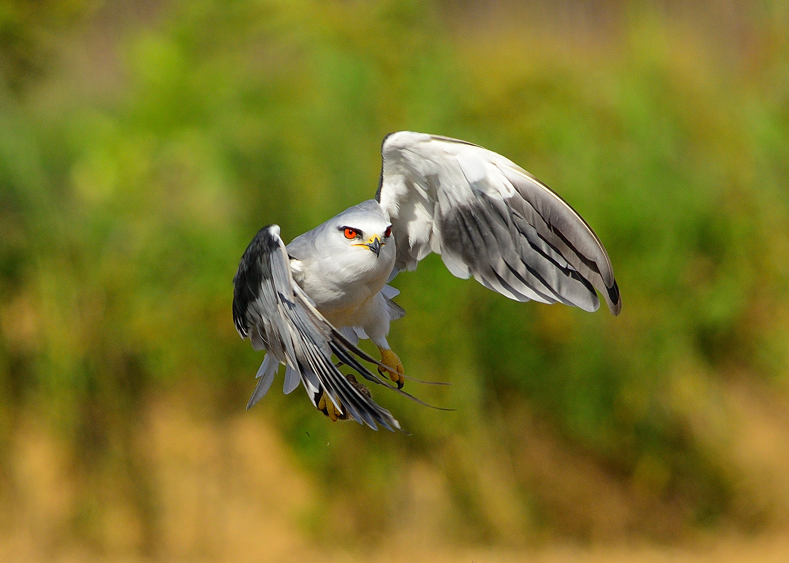 公園現鷹蹤兼評論Nikon AIS 400mm f2.8