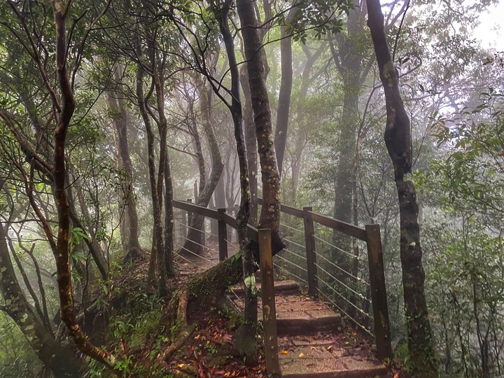 桃園復興｜東眼山自導式步道．自然生態豐富，享受柳杉林的沐浴