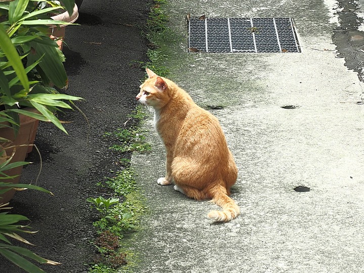 臺北城南之【文學踏青趣─城南街區走讀】活動 — 在老市區中找尋舊故事