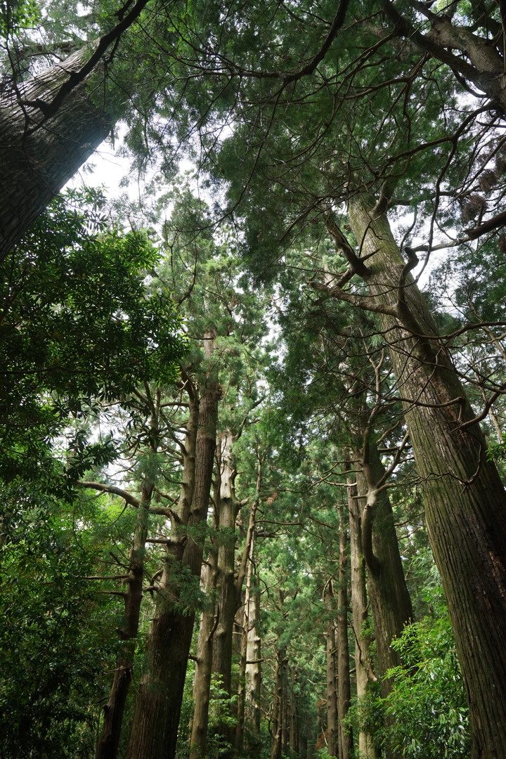 紀伊半島自駕遊-世界遺產巡禮2/4(本州最南端、潮岬、熊野古道、那智瀑布、日本第一大鳥居、伊勢神宮、夫妻岩)