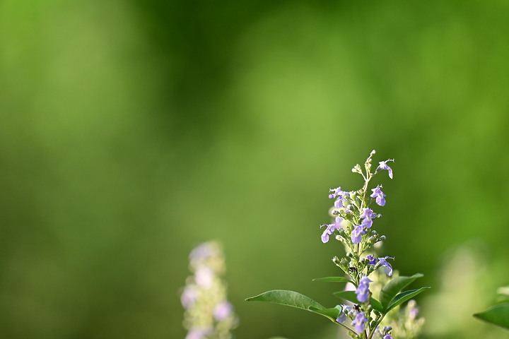 Nikon Z fc+70-200mm F2.8 S螞蟻攀在長喙天蛾的長喙上