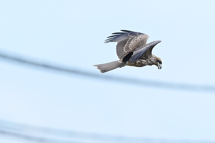 Nikon Z fc+600mm+1.4X與Z7II記錄15隻老鷹，並介紹屏鵝公路新埤與潮州交界處，新建往沿山公路聯絡道。