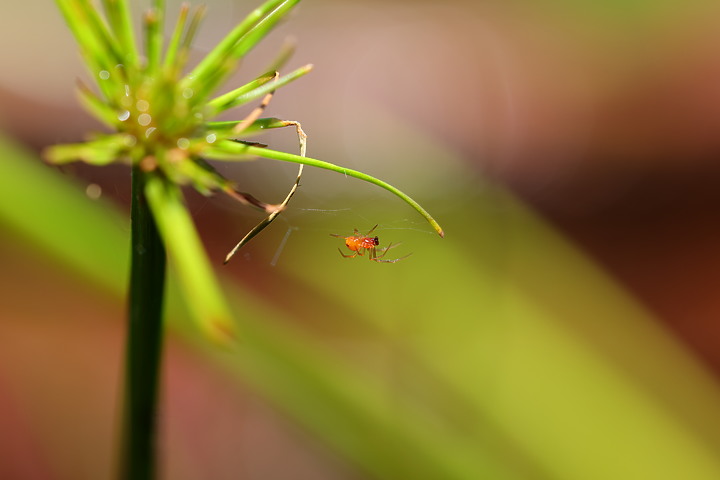點我看大圖 Canon RF 100mm f/2.8L Macro IS USM 評測報告|散景風格任你變 微距能力傲視同級!