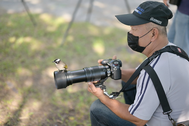 點我看大圖 Nikon Z fc+600mm+1.4X長喙天蛾,非常親近人的白頭翁亂入。