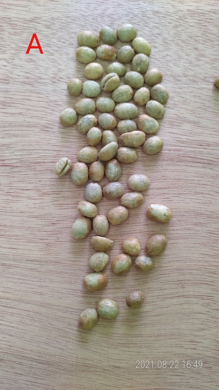 請教大家關於挑豆的問題