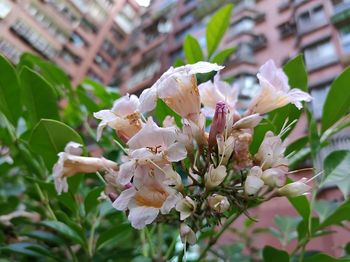 高通Snapdragon Insiders手機試用/ 展示性能 但帶來哪些有所取捨的表現？