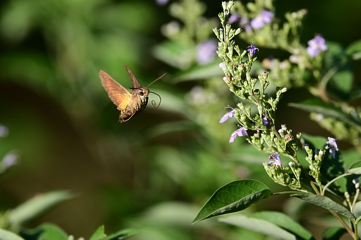 點我看大圖 Nikon Z fc+600mm+1.4X長喙天蛾,非常親近人的白頭翁亂入。