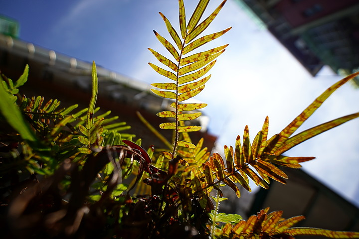 Tamron 11-20mm f/2.8 DiIII-A RXD(B060)評測報告|光學性能優異的 APS-C 超廣角首選!
