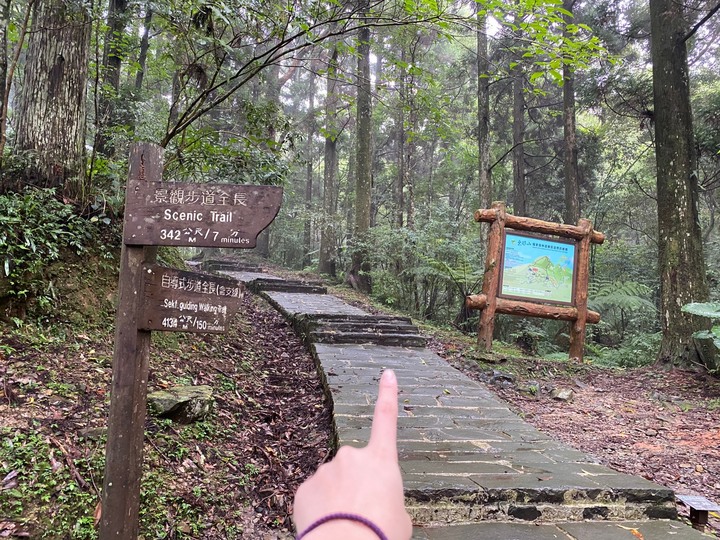桃園復興｜東眼山自導式步道．自然生態豐富，享受柳杉林的沐浴