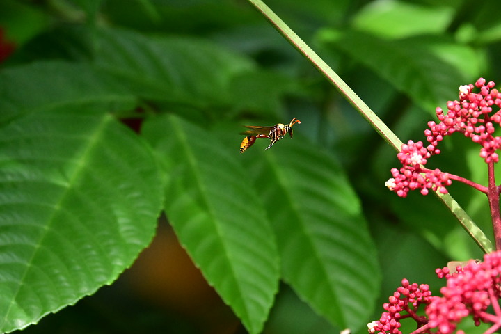 點我看大圖 Nikon Z fc+600mm+1.4X長喙天蛾,非常親近人的白頭翁亂入。