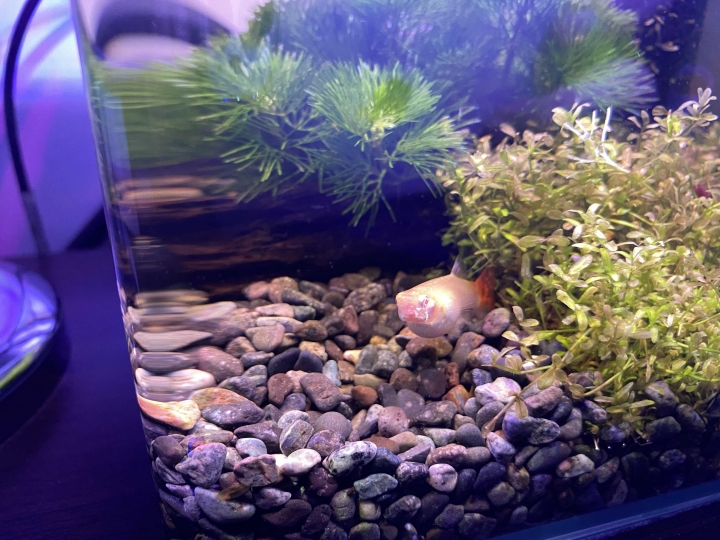 請問我的孔雀魚懷孕了嗎😳