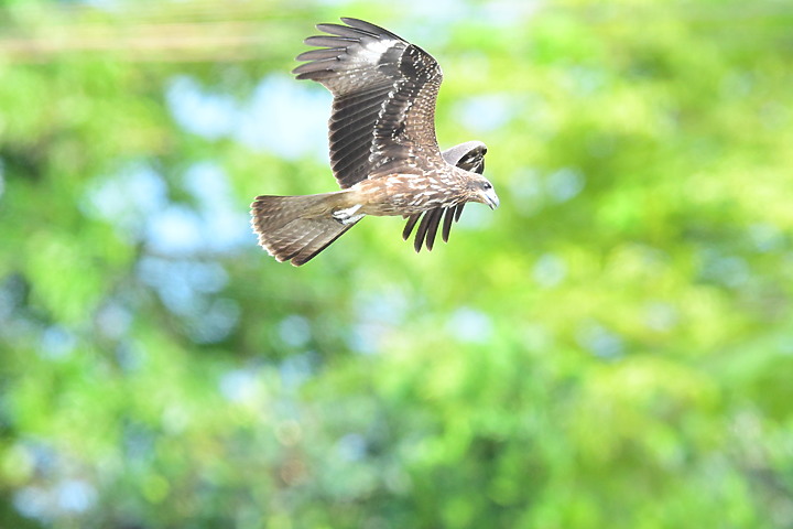 Nikon Z fc+600mm+1.4X與Z7II記錄15隻老鷹，並介紹屏鵝公路新埤與潮州交界處，新建往沿山公路聯絡道。
