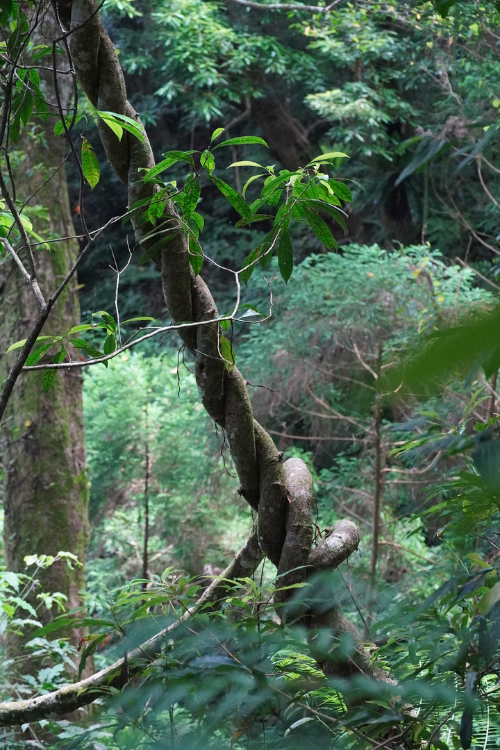 復興三尖之那是山(那結山)遊記