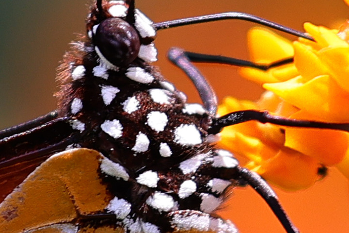 Canon RF 100mm f/2.8L Macro IS USM 評測報告｜散景風格任你變 微距能力傲視同級！