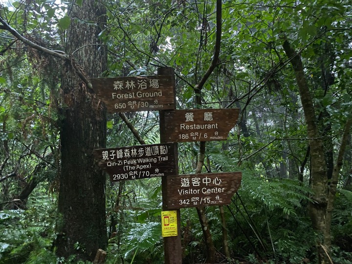 桃園復興｜東眼山自導式步道．自然生態豐富，享受柳杉林的沐浴
