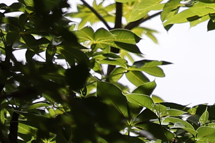 Canon RF 100mm f/2.8L Macro IS USM 評測報告｜散景風格任你變 微距能力傲視同級！