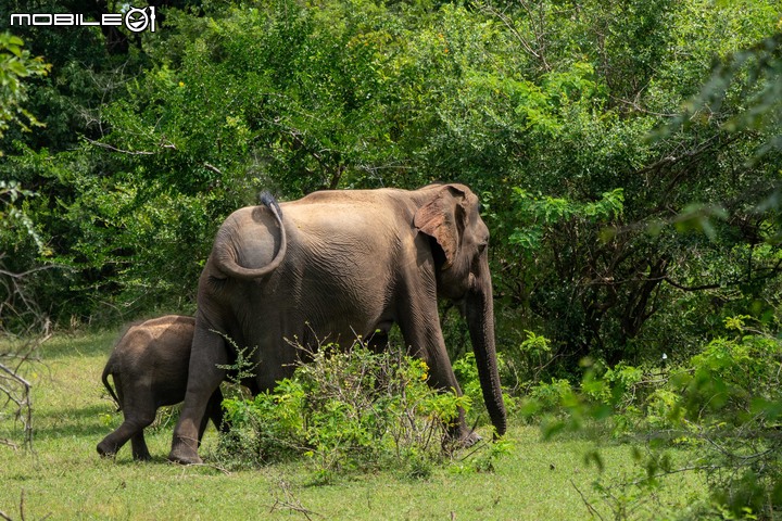 【A7RIII】斯里蘭卡遊記：印度洋上的眼淚