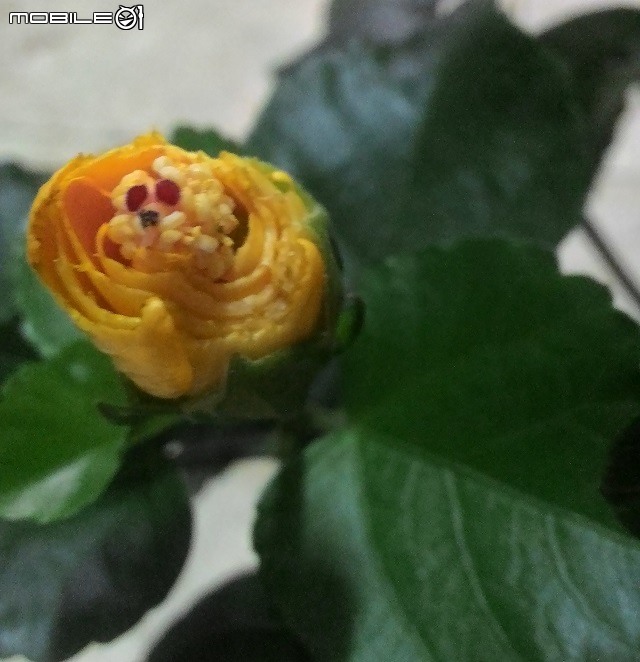佩妃朱槿開的花像狗啃一樣